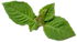 Sacred Tulasi leaf